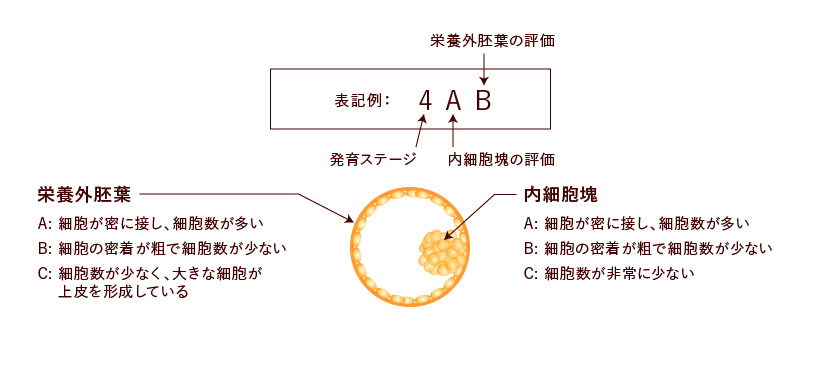 栄養外胚葉の評価